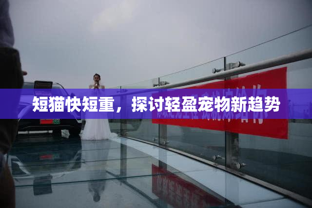 短猫快短重，探讨轻盈宠物新趋势