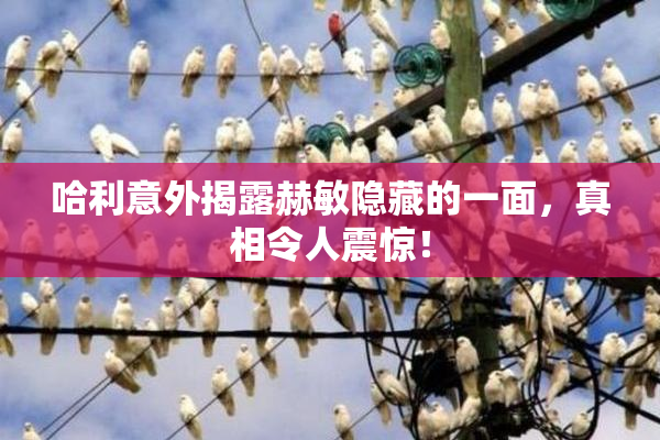哈利意外揭露赫敏隐藏的一面，真相令人震惊！