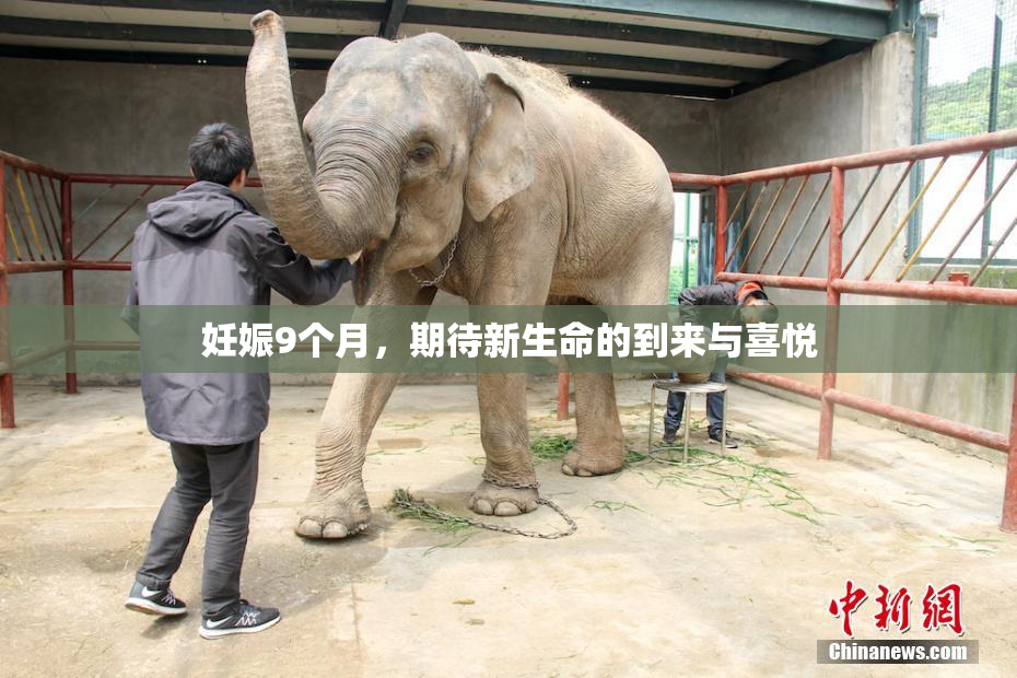 妊娠9个月，期待新生命的到来与喜悦