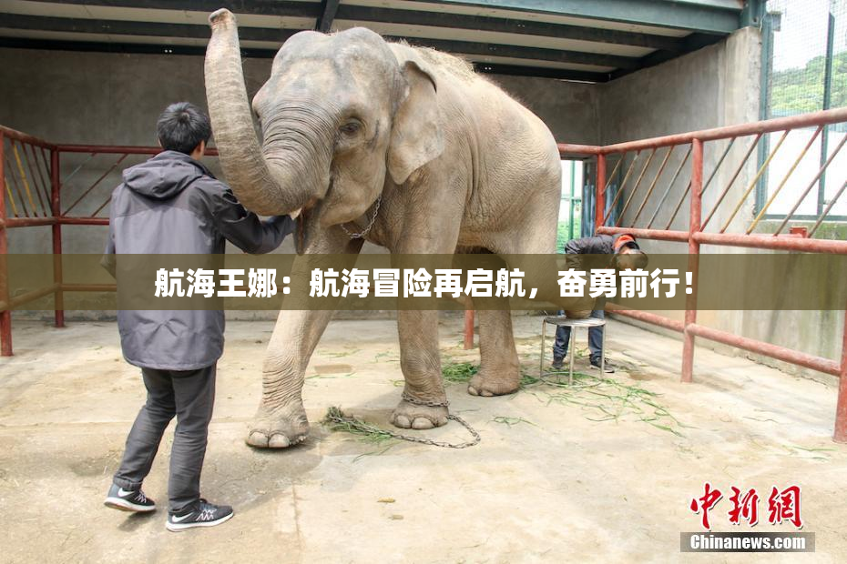 航海王娜：航海冒险再启航，奋勇前行！