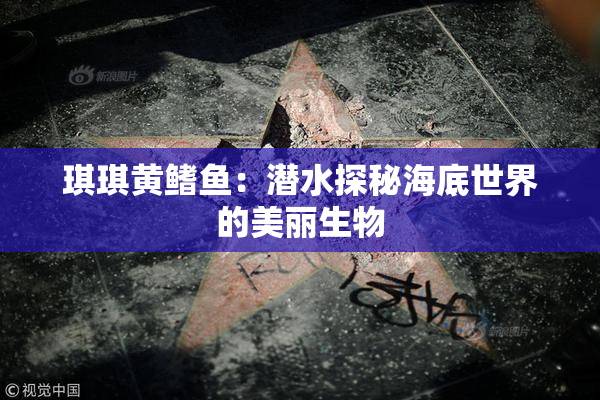 琪琪黄鳍鱼：潜水探秘海底世界的美丽生物