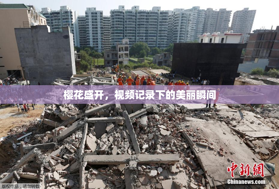 樱花盛开，视频记录下的美丽瞬间