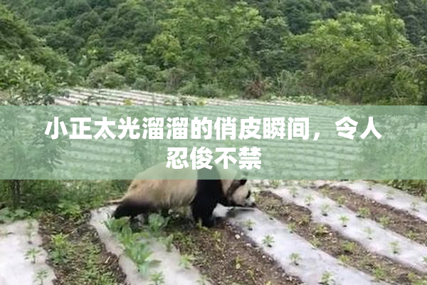 小正太光溜溜的俏皮瞬间，令人忍俊不禁