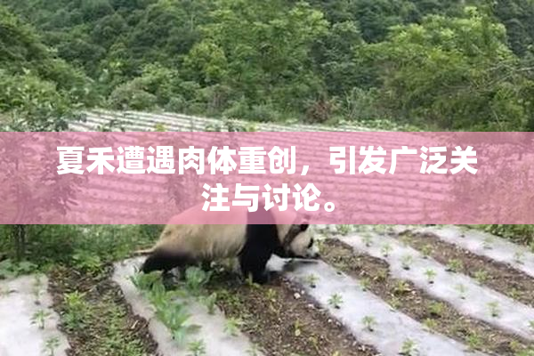 夏禾遭遇肉体重创，引发广泛关注与讨论。