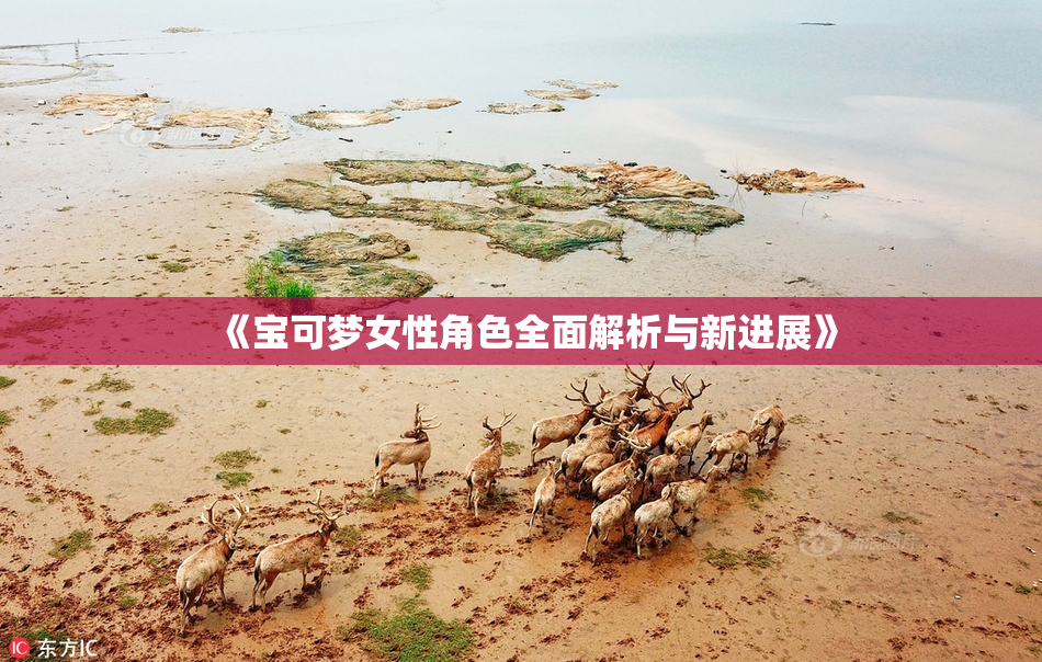 《宝可梦女性角色全面解析与新进展》
