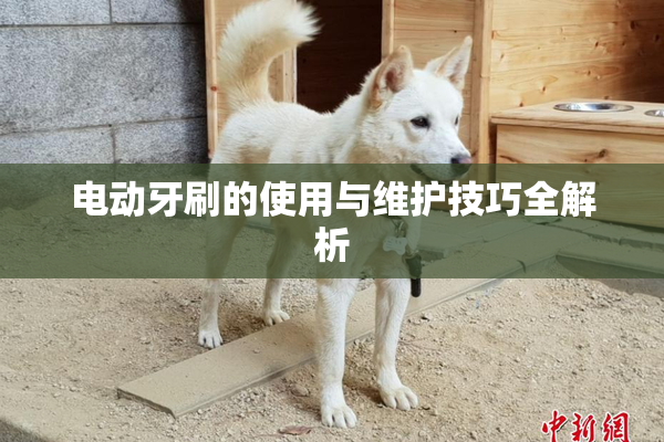 电动牙刷的使用与维护技巧全解析
