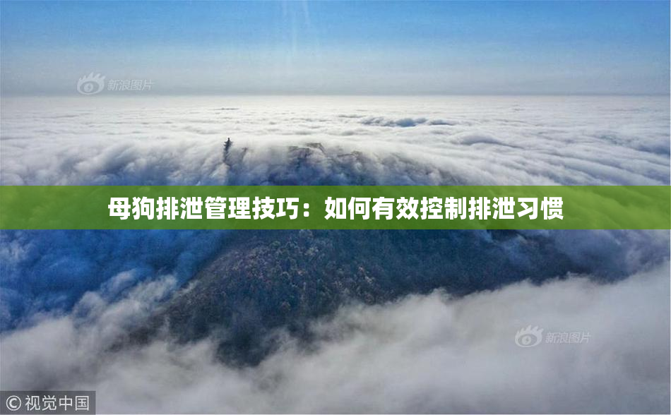 母狗排泄管理技巧：如何有效控制排泄习惯