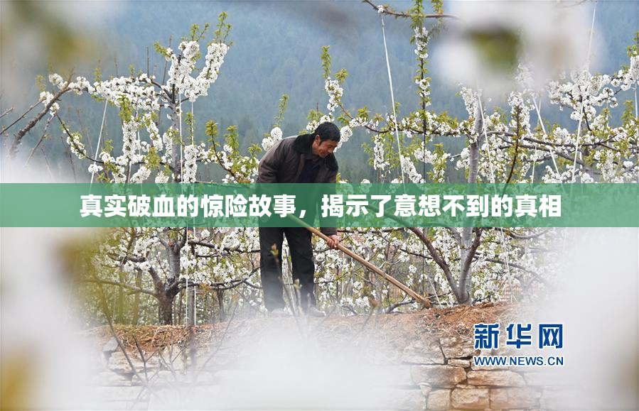 真实破血的惊险故事，揭示了意想不到的真相