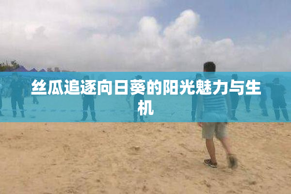 丝瓜追逐向日葵的阳光魅力与生机