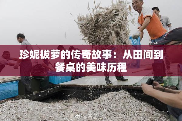 珍妮拔萝的传奇故事：从田间到餐桌的美味历程