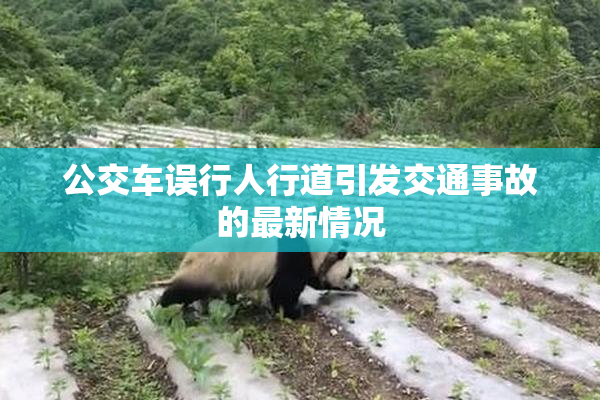 公交车误行人行道引发交通事故的最新情况