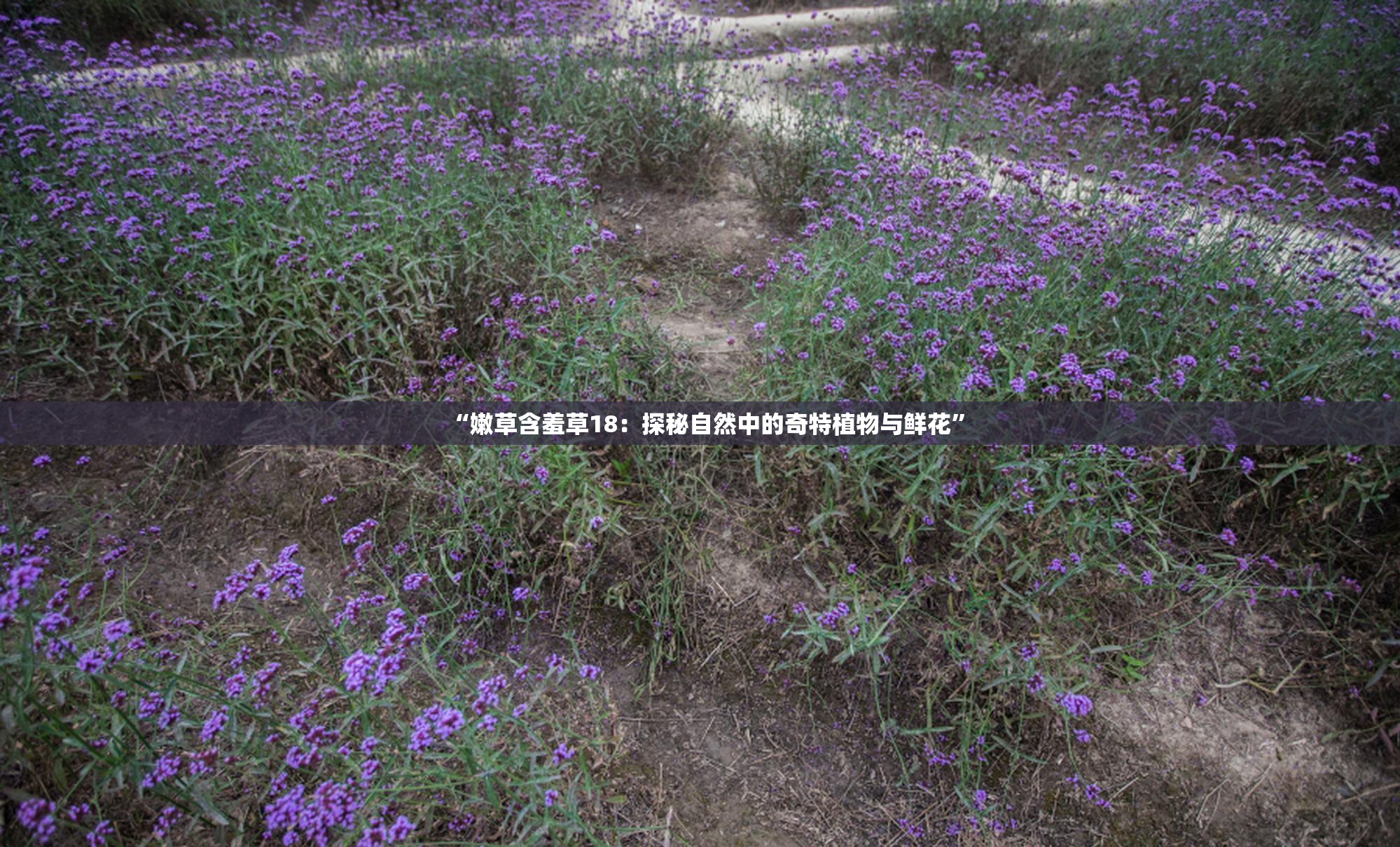 “嫩草含羞草18：探秘自然中的奇特植物与鲜花”