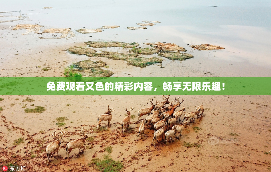 免费观看又色的精彩内容，畅享无限乐趣！