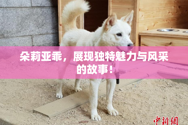 朵莉亚乖，展现独特魅力与风采的故事！