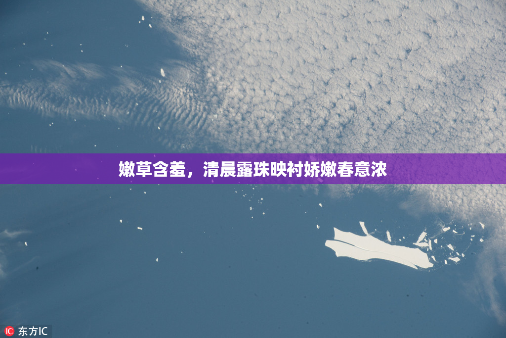 嫩草含羞，清晨露珠映衬娇嫩春意浓