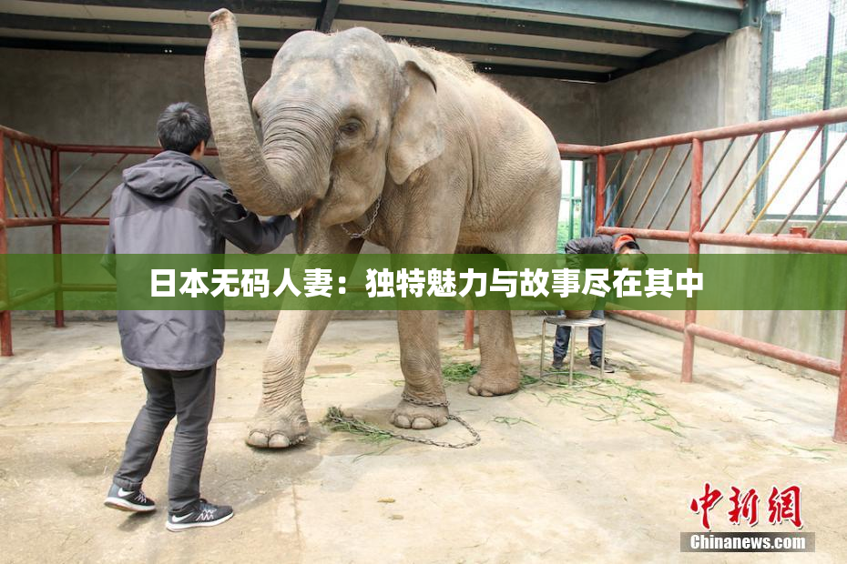 日本无码人妻：独特魅力与故事尽在其中