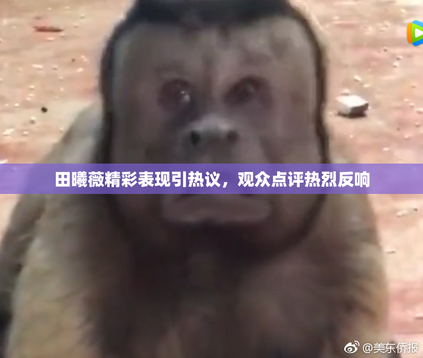 田曦薇精彩表现引热议，观众点评热烈反响