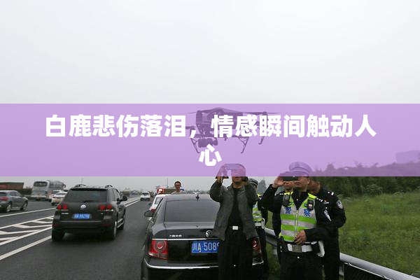 白鹿悲伤落泪，情感瞬间触动人心