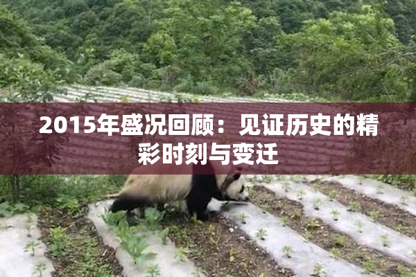 2015年盛况回顾：见证历史的精彩时刻与变迁