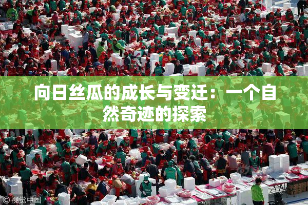 向日丝瓜的成长与变迁：一个自然奇迹的探索
