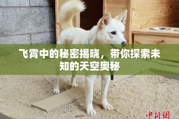 飞霄中的秘密揭晓，带你探索未知的天空奥秘