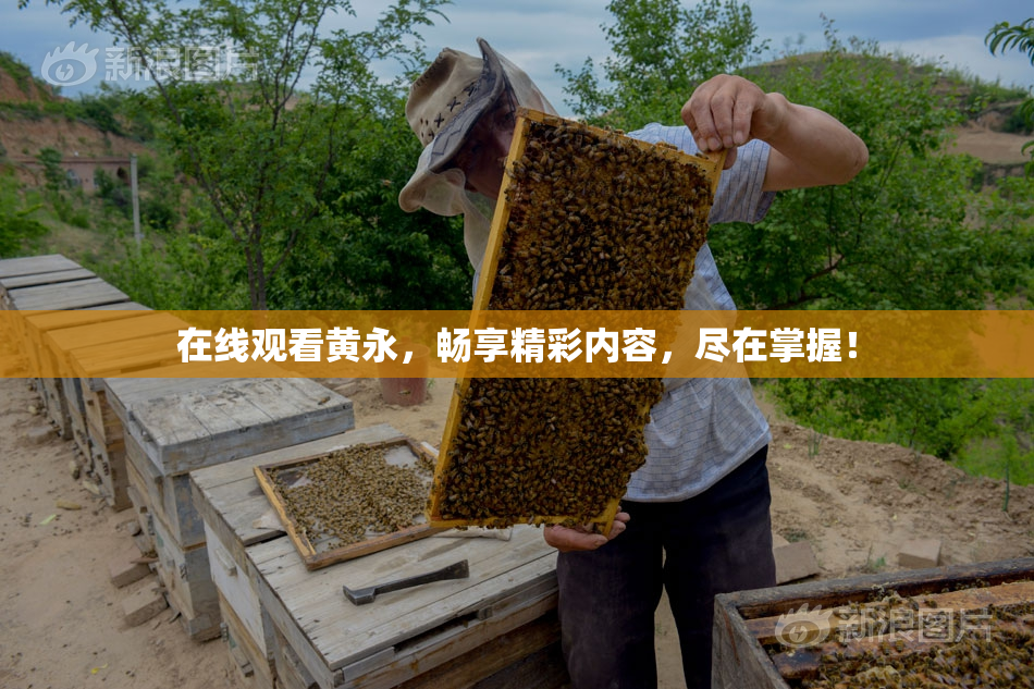 在线观看黄永，畅享精彩内容，尽在掌握！