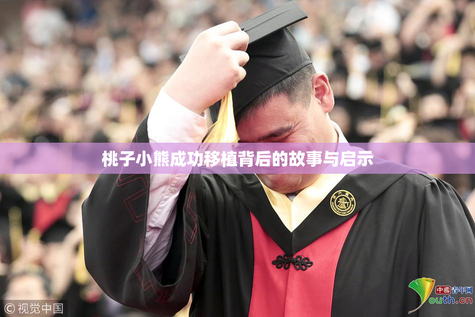 桃子小熊成功移植背后的故事与启示