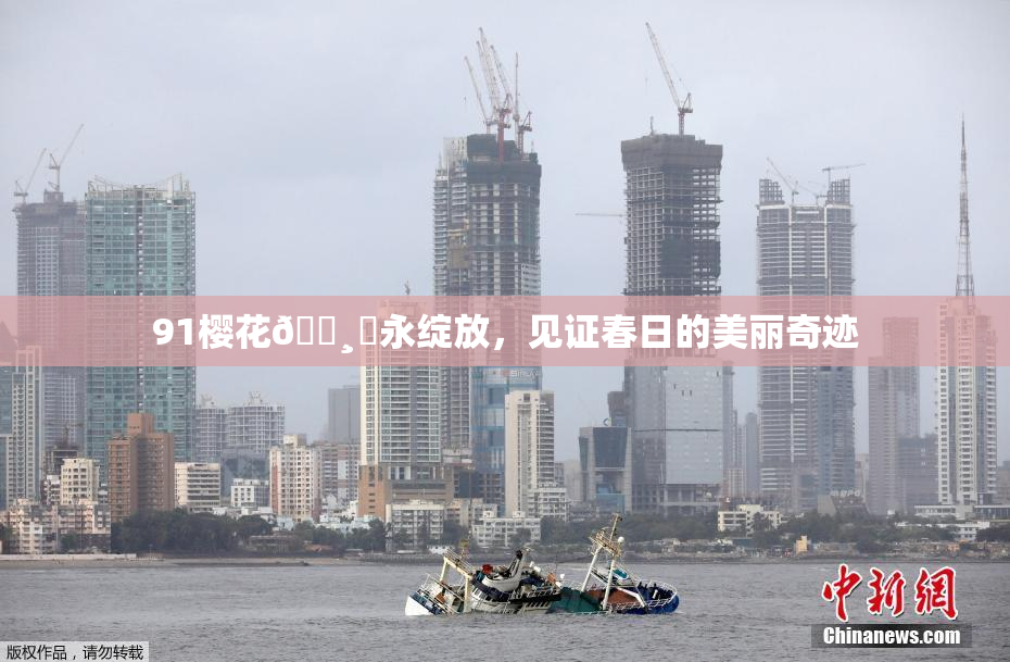 91樱花🌸‌永绽放，见证春日的美丽奇迹