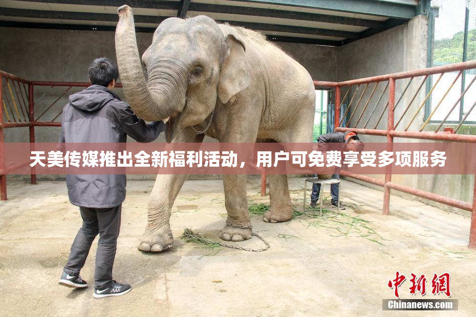 天美传媒推出全新福利活动，用户可免费享受多项服务
