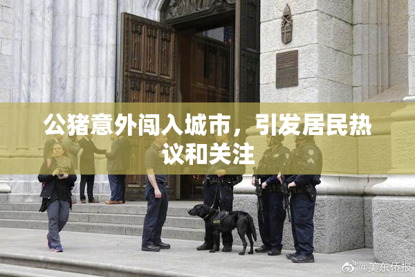 公猪意外闯入城市，引发居民热议和关注