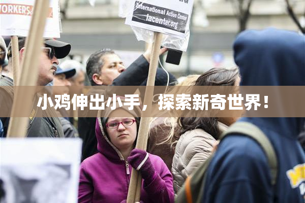 小鸡伸出小手，探索新奇世界！