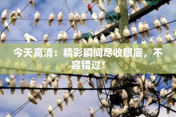 今天高清：精彩瞬间尽收眼底，不容错过！