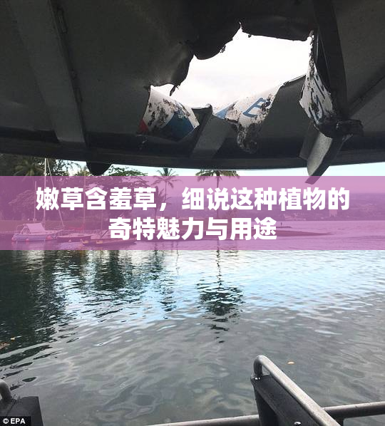 嫩草含羞草，细说这种植物的奇特魅力与用途