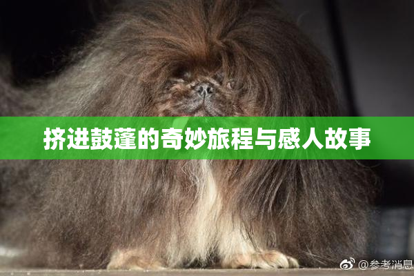 挤进鼓蓬的奇妙旅程与感人故事