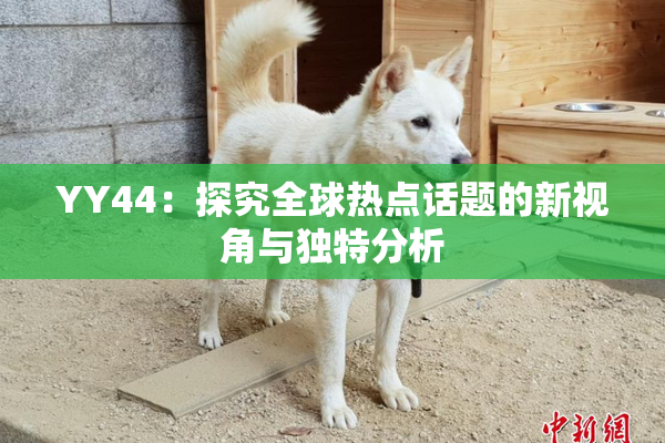 YY44：探究全球热点话题的新视角与独特分析