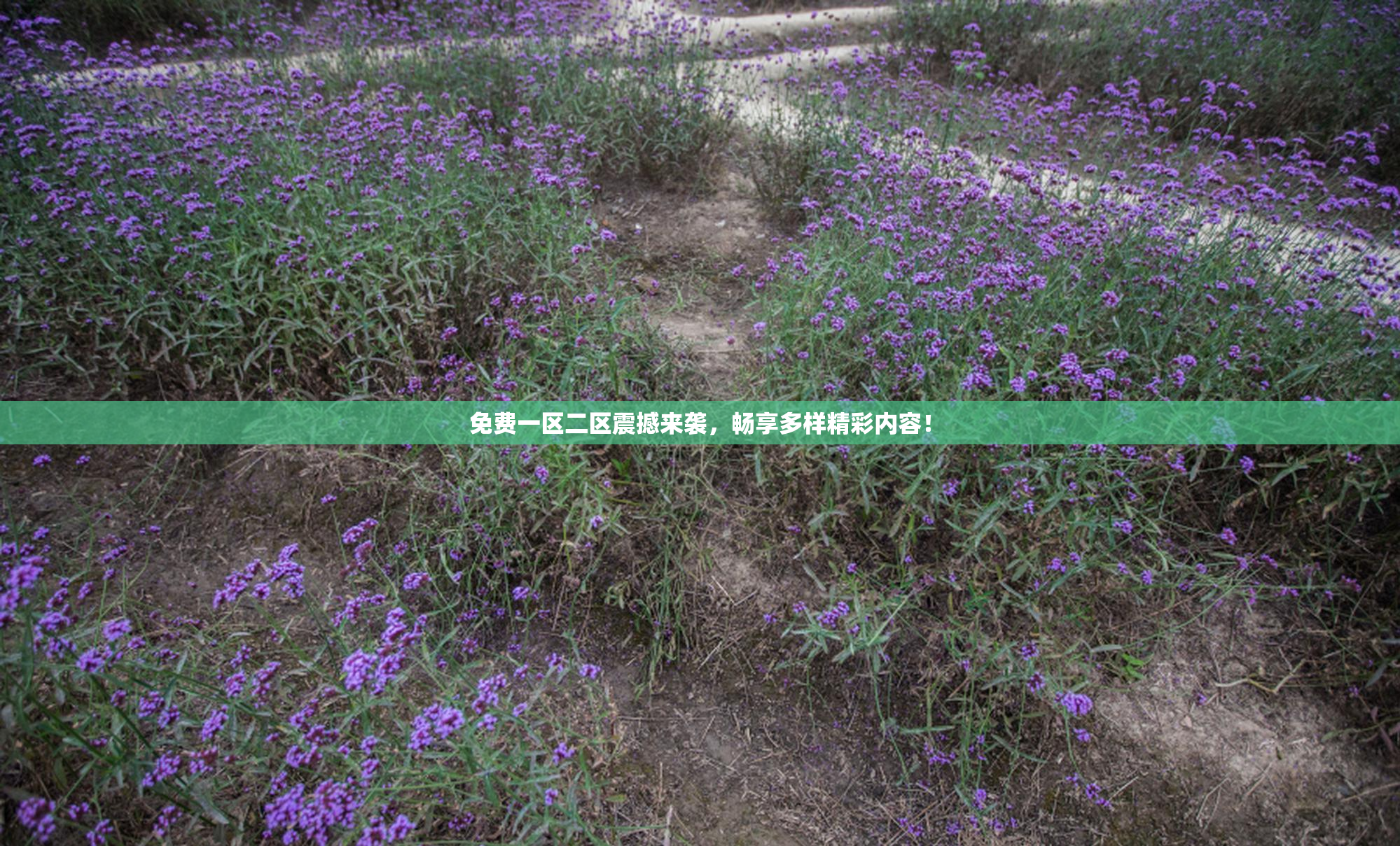 免费一区二区震撼来袭，畅享多样精彩内容！