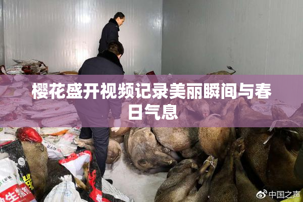 樱花盛开视频记录美丽瞬间与春日气息