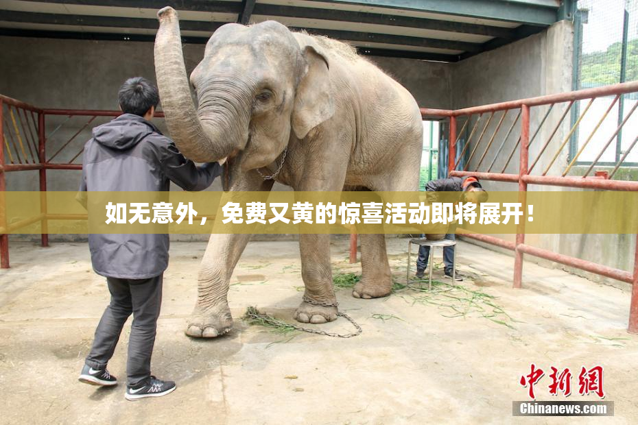 如无意外，免费又黄的惊喜活动即将展开！