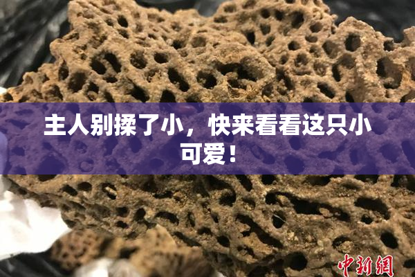 主人别揉了小，快来看看这只小可爱！