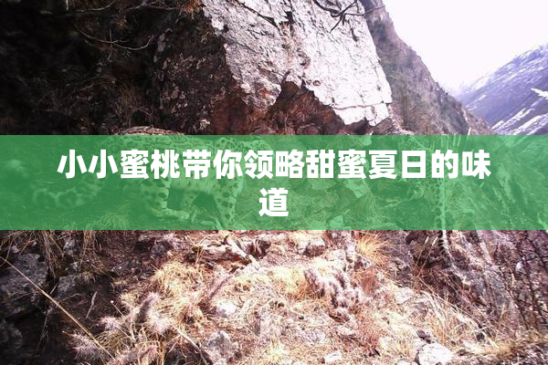小小蜜桃带你领略甜蜜夏日的味道