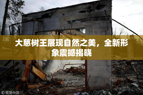大慈树王展现自然之美，全新形象震撼揭晓