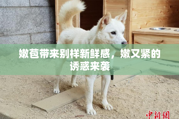 嫩苞带来别样新鲜感，嫩又紧的诱惑来袭