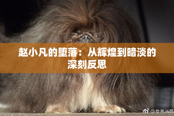 赵小凡的堕落：从辉煌到暗淡的深刻反思