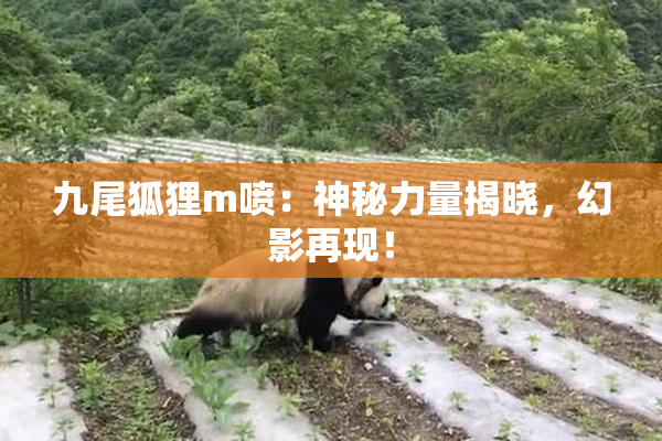 九尾狐狸m喷：神秘力量揭晓，幻影再现！