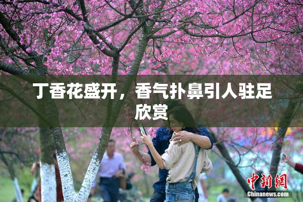丁香花盛开，香气扑鼻引人驻足欣赏