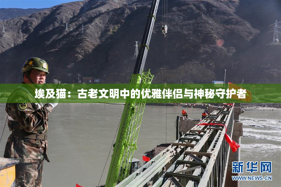 埃及猫：古老文明中的优雅伴侣与神秘守护者