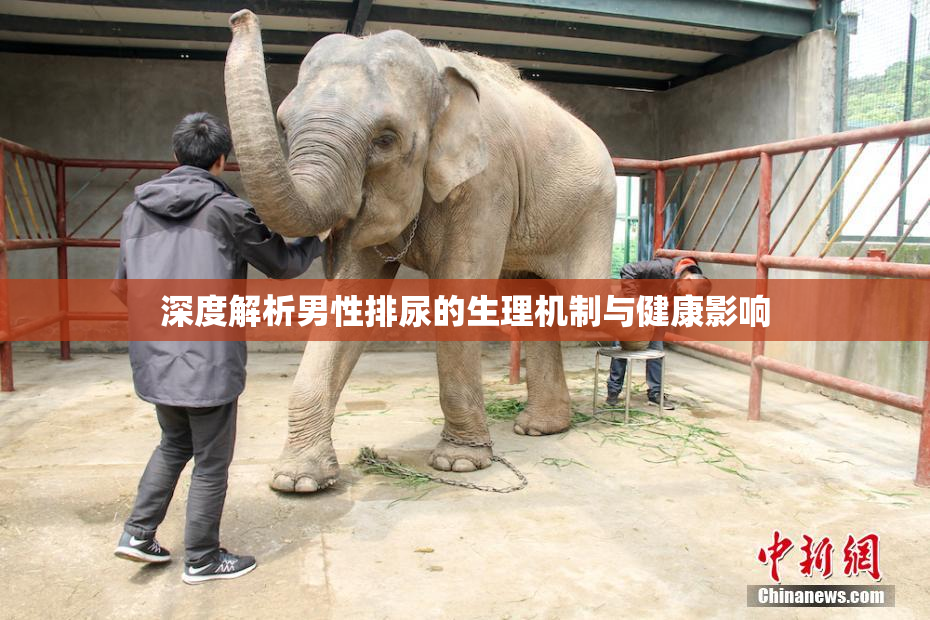 深度解析男性排尿的生理机制与健康影响