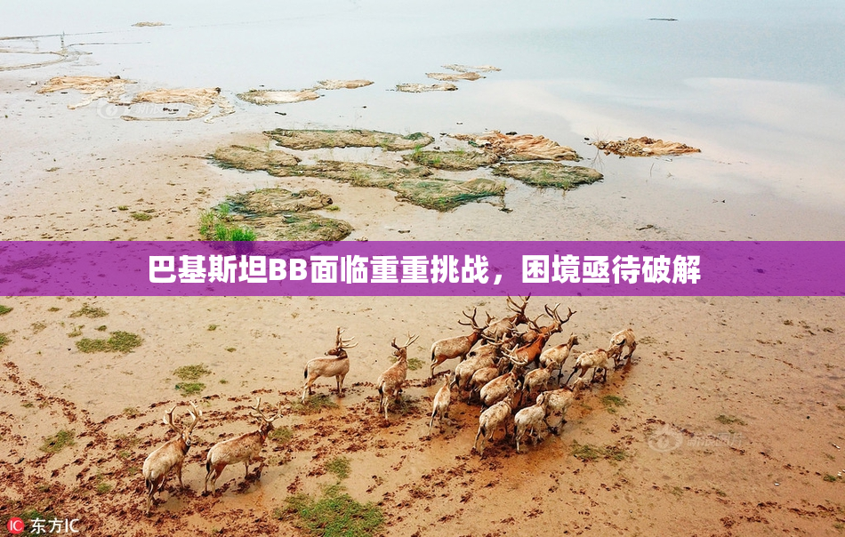 巴基斯坦BB面临重重挑战，困境亟待破解