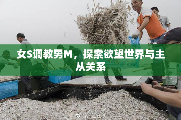 女S调教男M，探索欲望世界与主从关系