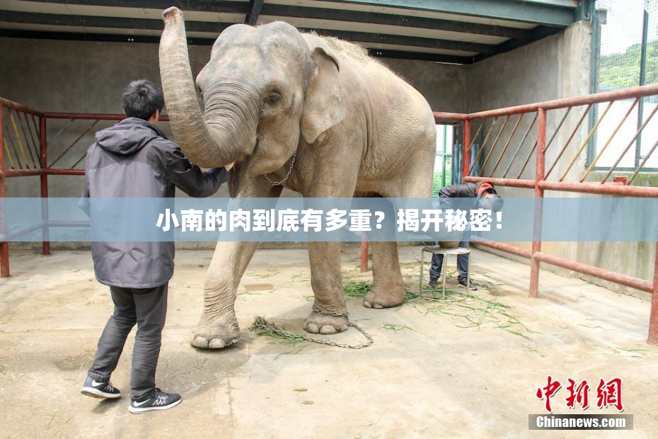 小南的肉到底有多重？揭开秘密！
